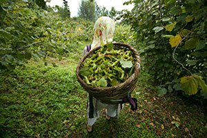Samsun`da Fındık Toplama Tarihleri Açıklandı