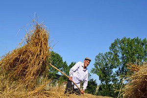 Samsunlu Çiftçi Ektiğini Biçti, Ama Emeğinin Karşılığını Alamadı