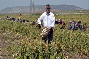 Sarımsak, Olması Gereken Fiyatın Üstünde Satılıyor