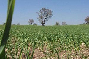 Tarlada Tüfekli Sarımsak Nöbeti