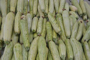 Şekli Bozuk Olan Kabak Diğerlerine Göre Daha Sağlıklı