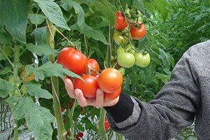 Seracıları Rekolte Sevindirdi, Fiyatlar Üzdü