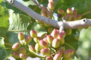 Siirt Fıstığında 30 Bin Ton Rekolte Bekleniyor