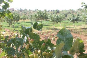 Siirt`te Dağa, Taşa Fıstık Ekiliyor