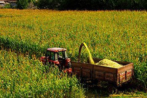 Aksaray`da Silajlık Mısır Hasadı Başladı