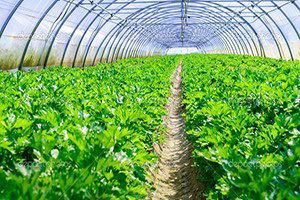 Sivas`ta Seralarda Sebze Hasadı Başladı