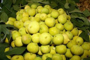 Söke Ziraat Odası, İncir Üreticisine Destek İstedi