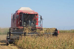 Söke`de Tarla Günü Etkinliği