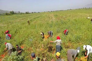 Suriyeliler Aydın`da Tarım İşçiliğine Yöneldi