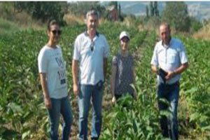 Tarım Arazilerinde Hastalık Kontrolü