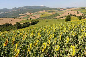 TEMA: Tarım havzaları linyit madeni olacak