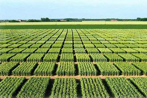 Manavgat`ta Tarla Günü Etkinliği