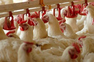 Manisa`ya `Tavukçuluk Osb` Kurma Çalışmaları