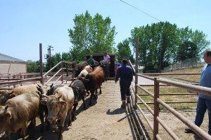 Tekirdağ`da 40 Kaçak Dana Yakalandı