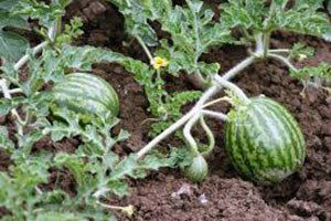 Hayvanlara Yem Olan Tekirdağ`ın Meşhur Karpuzuna Destek