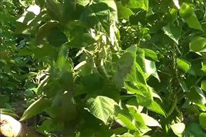 Tescilli `Pazaryeri boncuğu`nun hasadına başlandı