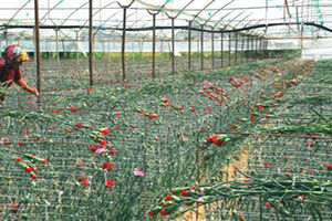 TKDK yatırımları çiçek açtı!