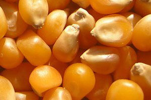 Mısır Üreticisi TMO`dan Fiyat Bekliyor