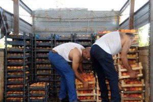 Tokat`taki Şeftali Üreticilerinin `Terör` Endişesi