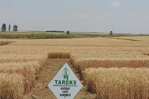 Türkiye`nin yeni buğdayı