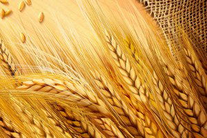 Ukrayna`da Tahıl Hasadının 59 Milyon Ton Olması Bekleniyor