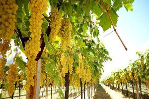 Üzüm üretimi yüzde 40 düştü