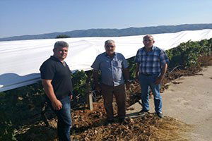 Üzümüyle Meşhur Sarıgöl Ovası Beyaza Büründü