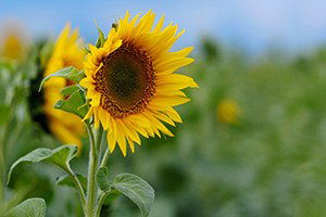 Vezirköprü`de Ayçiçeği Alımları Başladı