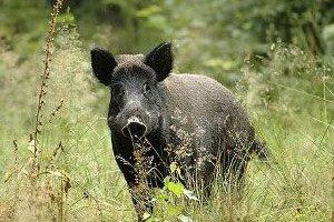 Aydın`da Yaban Domuzları, Ürünlere Zarar Verdi