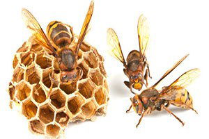 Yabanarılarına Gün Doğdu