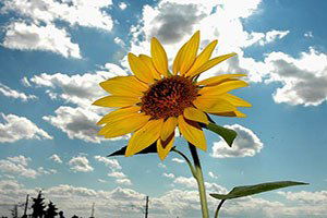 Çukurova Çiftçisinin Yüzü Yağlık Ayçiçeğiyle Gülüyor