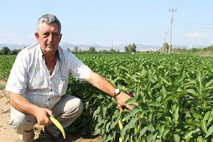 Yenişehir Biberi İhraç Ediliyor