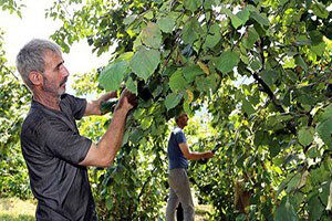 `Yeşil altın`da hasat zamanı