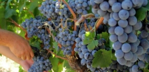 Üzüm Üreticisi Çifte Bayram Yaşadı