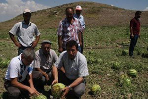 Yozgat Karpuzu tezgahta