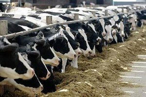 Veteriner Kontrollü Aktarmada AB`ye Uyum 1 Yıl Sonra