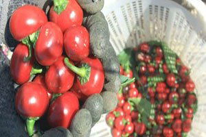 Acı Biber, Üreticisini Sevindirdi