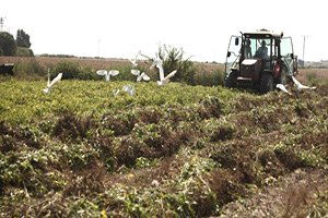Adana`da Yer Fıstığı Hasadı Başladı