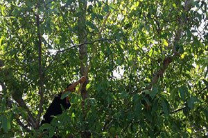 Adilcevaz`da Ceviz Hasadı Başladı