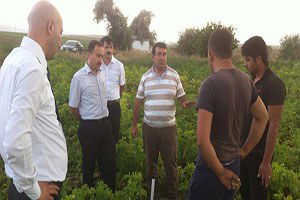 Afyon, Patates Ve Ayçiçeği Tohumluk Üretiminde Merkez Oldu