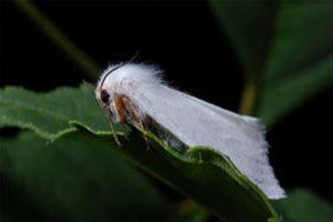 Fındık Üreticisinin `Kelebek` Tedirginliği