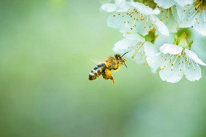 Arı Yoksa Gıda Da Yok