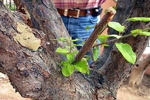 Ezine`de Meyve Ağaçlarında Aşı Eğitimi