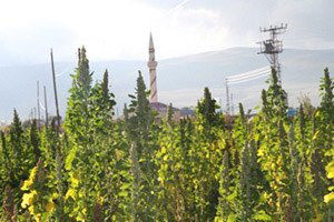 Astronot Yiyeceği Kinoa Ardahanlı Çiftçinin Umudu Oldu