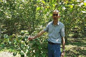 Fındık Fiyatı Yeniden Hareketlendi