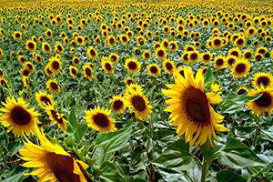 Ayçiçek Üretimi Bitme Noktasında