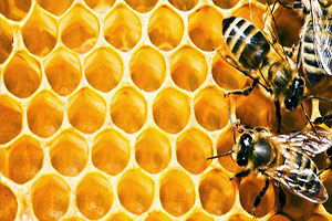 Azerbaycan`da Arıcılık Projelerı Devam Edıyor