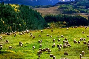 Bayburt`ta Mera Islahı Çalışmaları