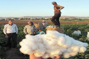 Beyaz Altın Pamuk Arabanlı Üreticilerin Yüzünü Güldürdü