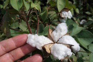 Beyaz Altın, Yağmurdan Olumsuz Etkilendi